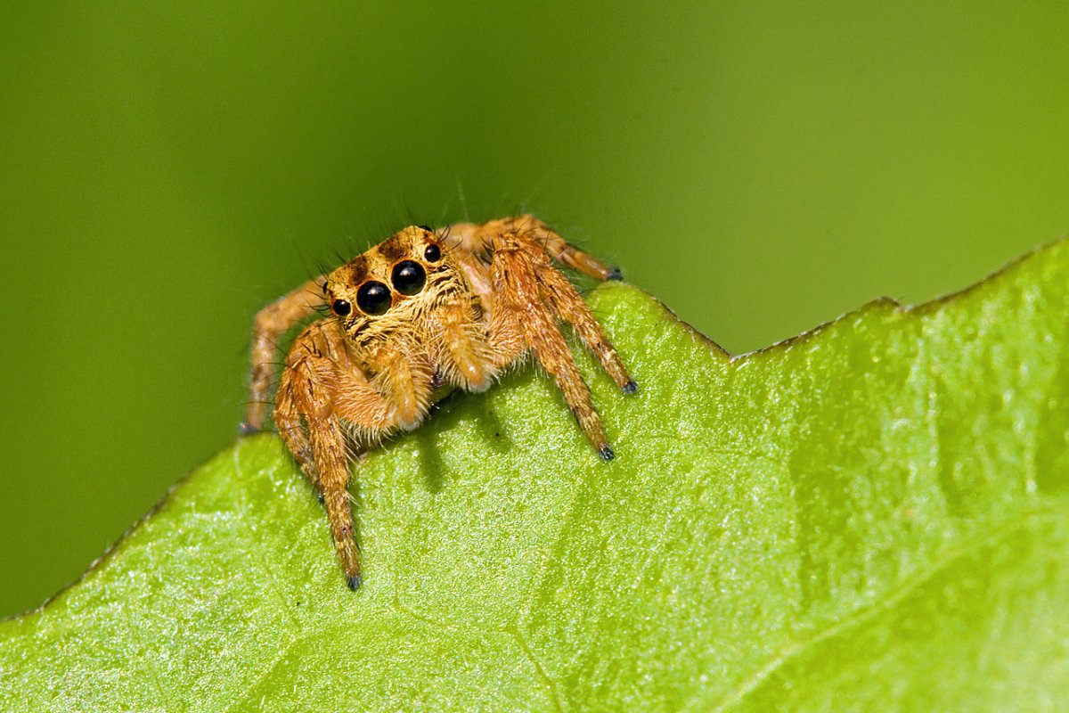 Pterinochilus murinus паук