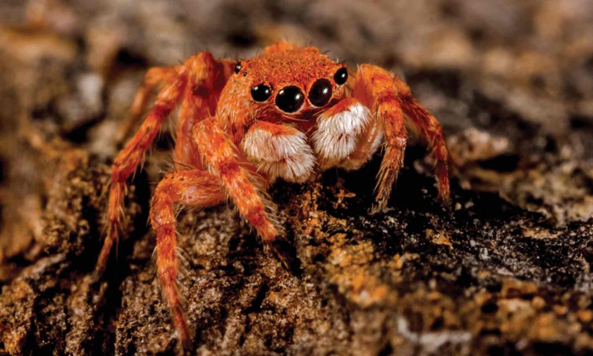 Паук скакун красный