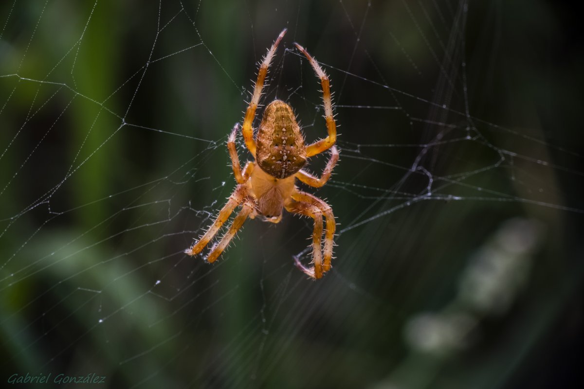 Pterinochilus lugardi