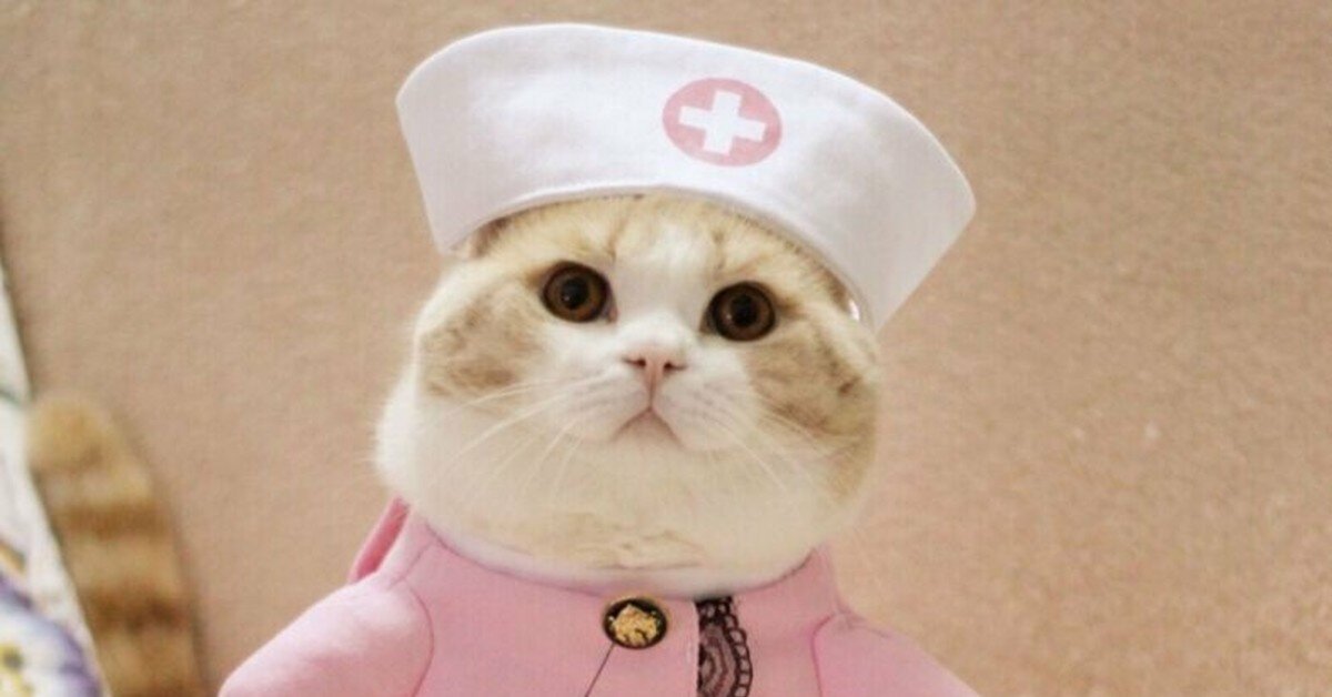 Кот медсестра