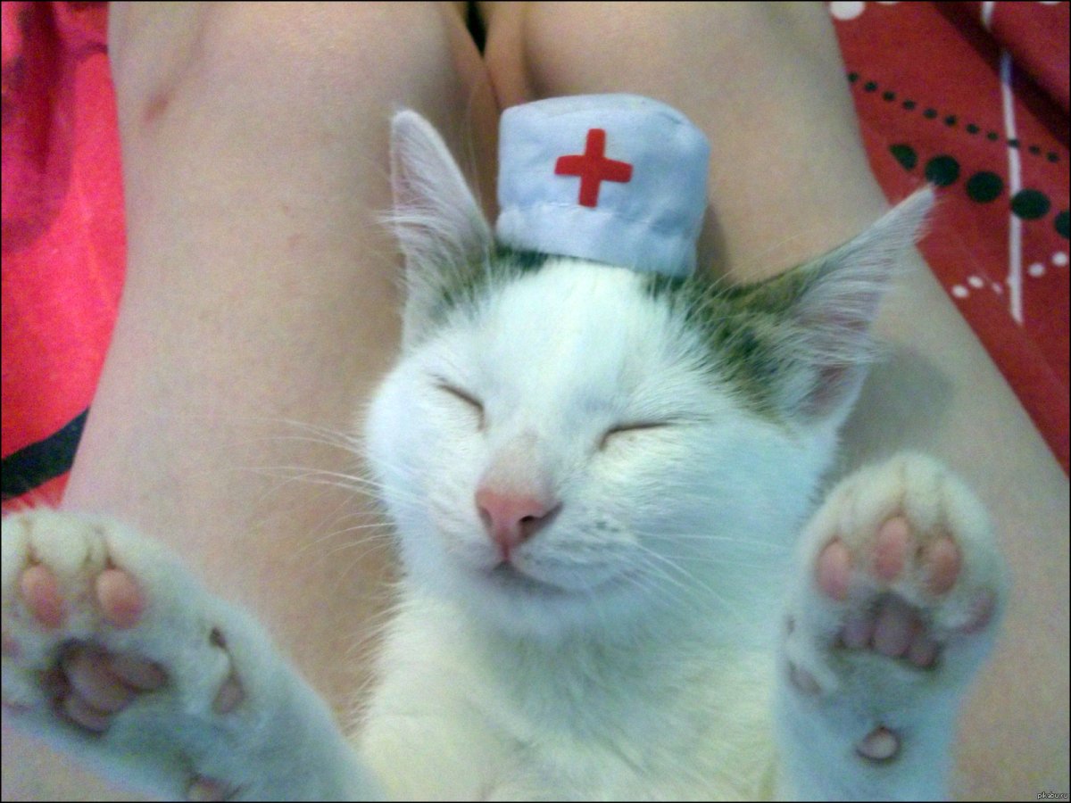 Кот санитар