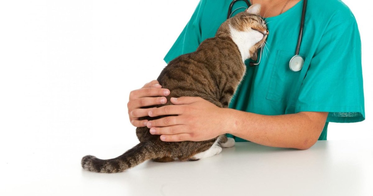 Дарлай ветеринарная клиника