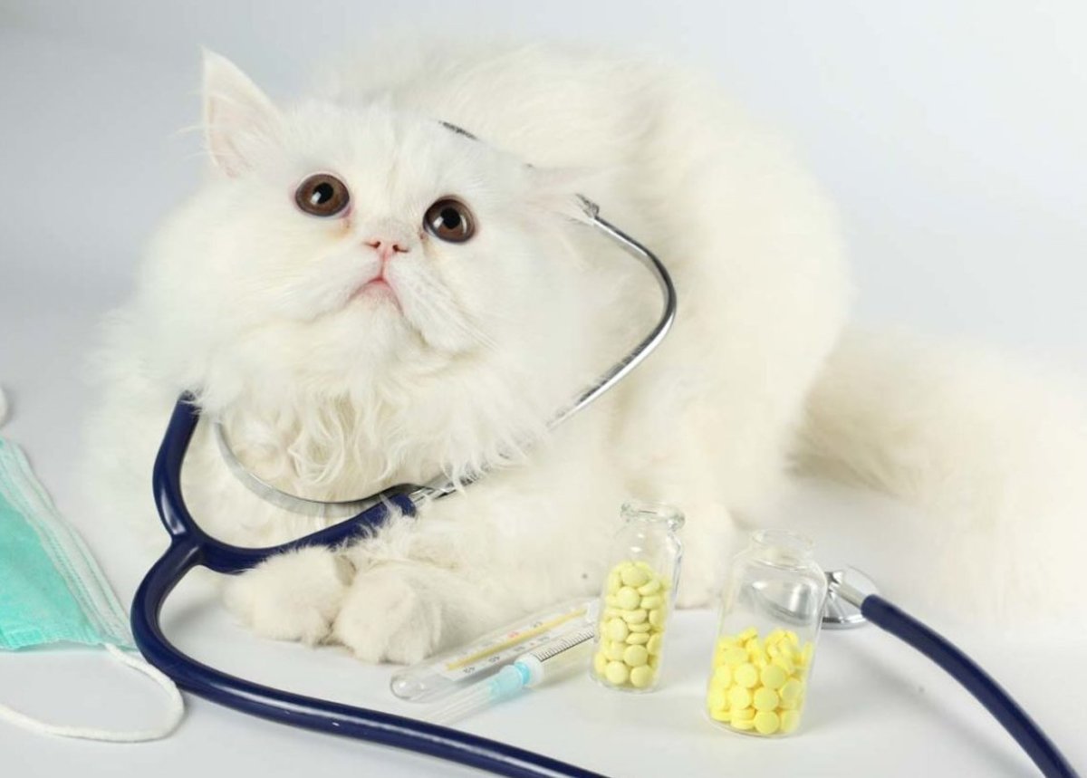 Кот медик