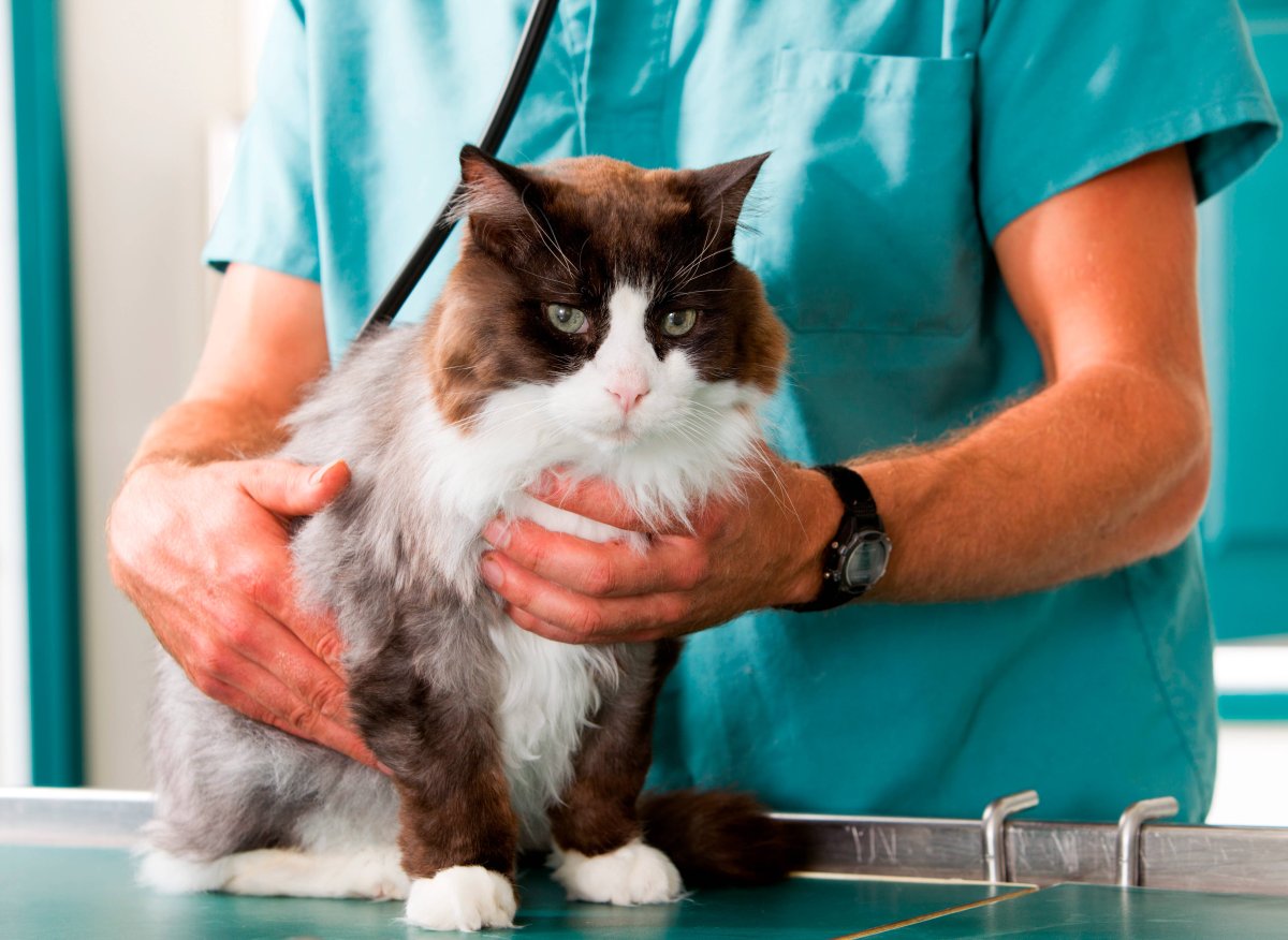 Кошки Ветеринария клинике