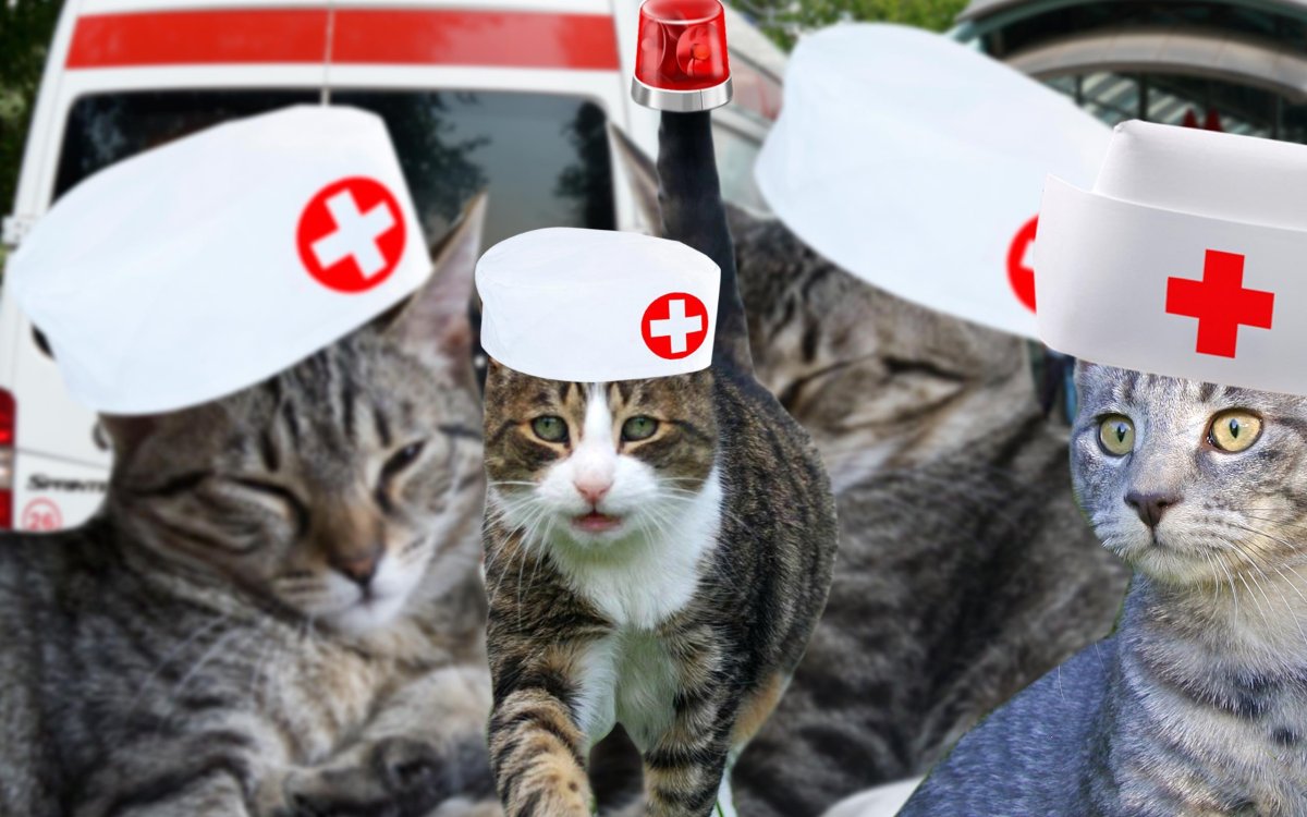 Котик в медицинской шапочке