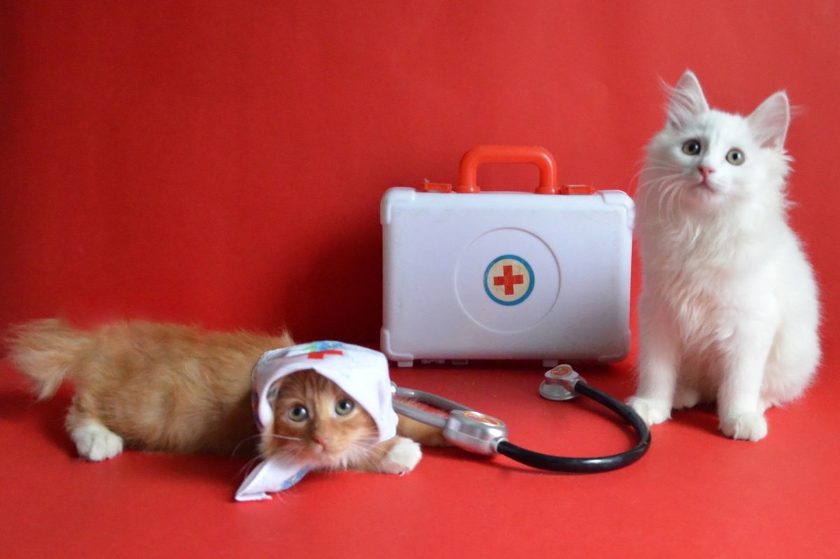 Медицинский котик