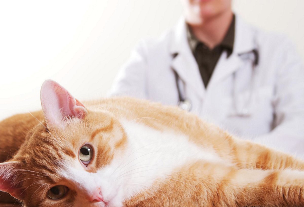 Котенок на приеме у ветеринара