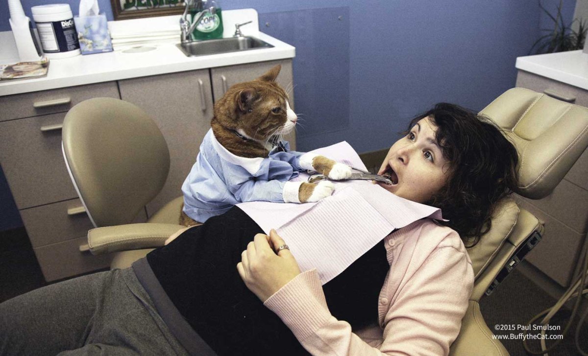 Коты медики