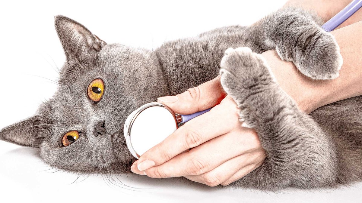 Британская кошка у ветеринара