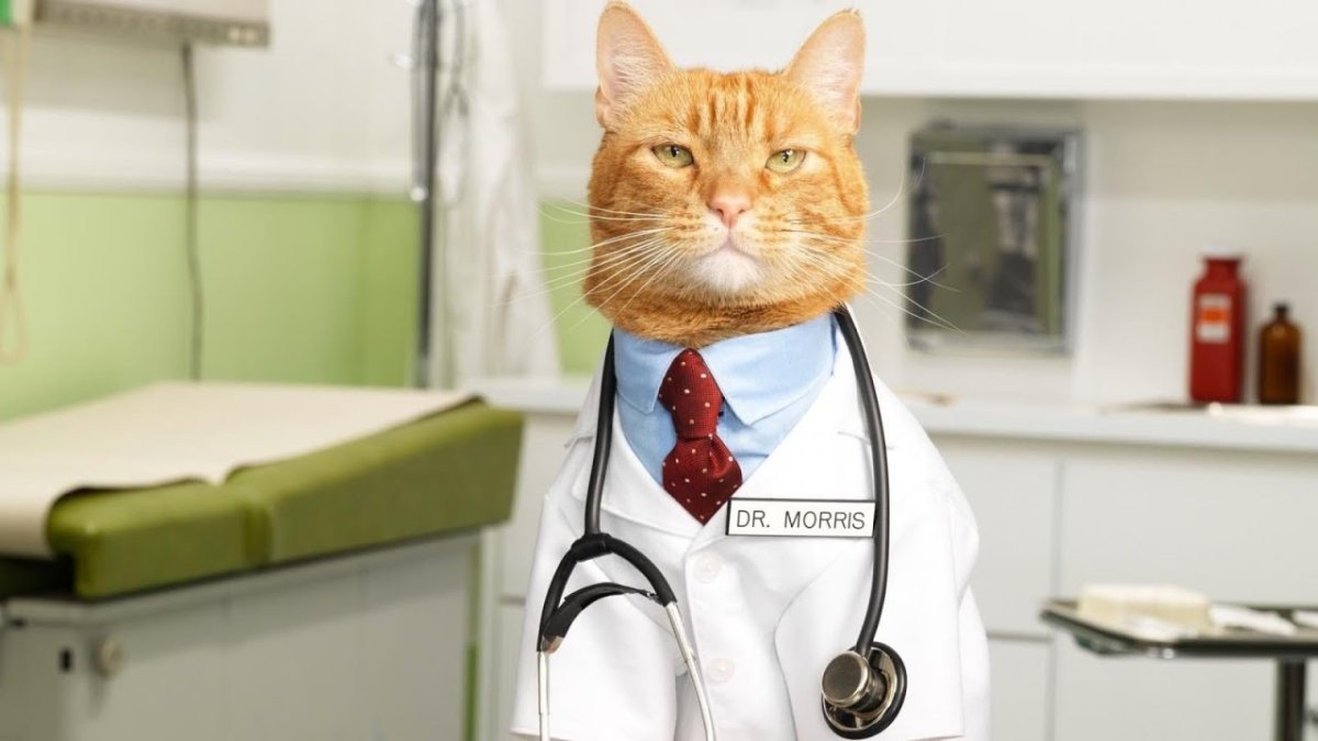 Доктор котов