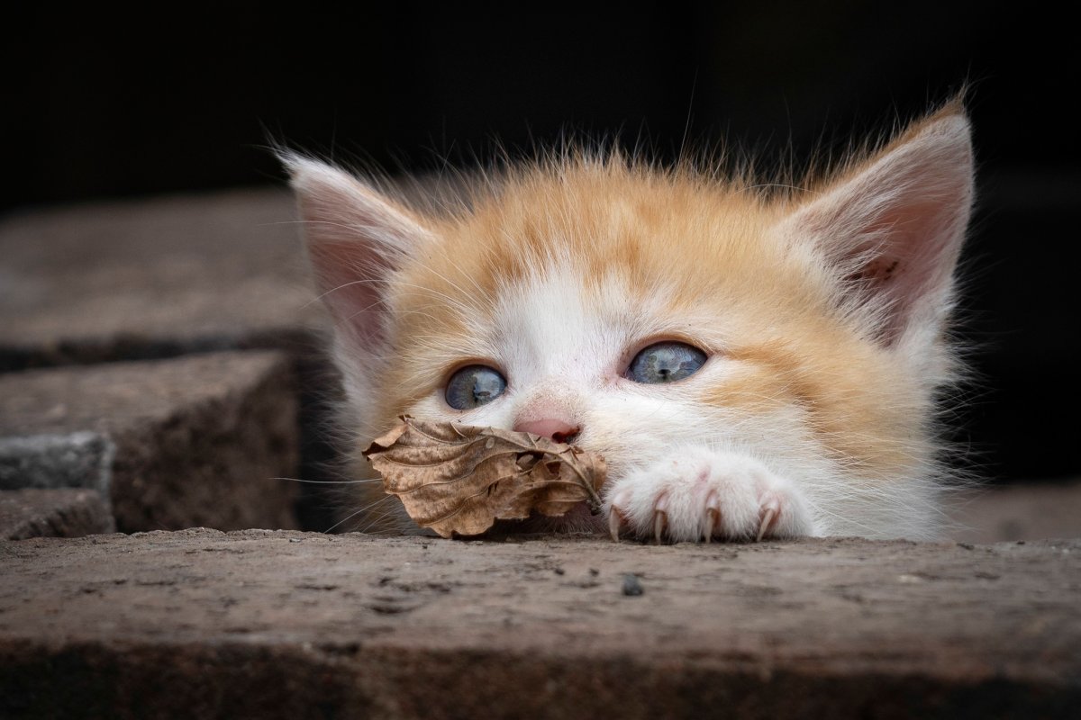 Грустный рыжий котенок