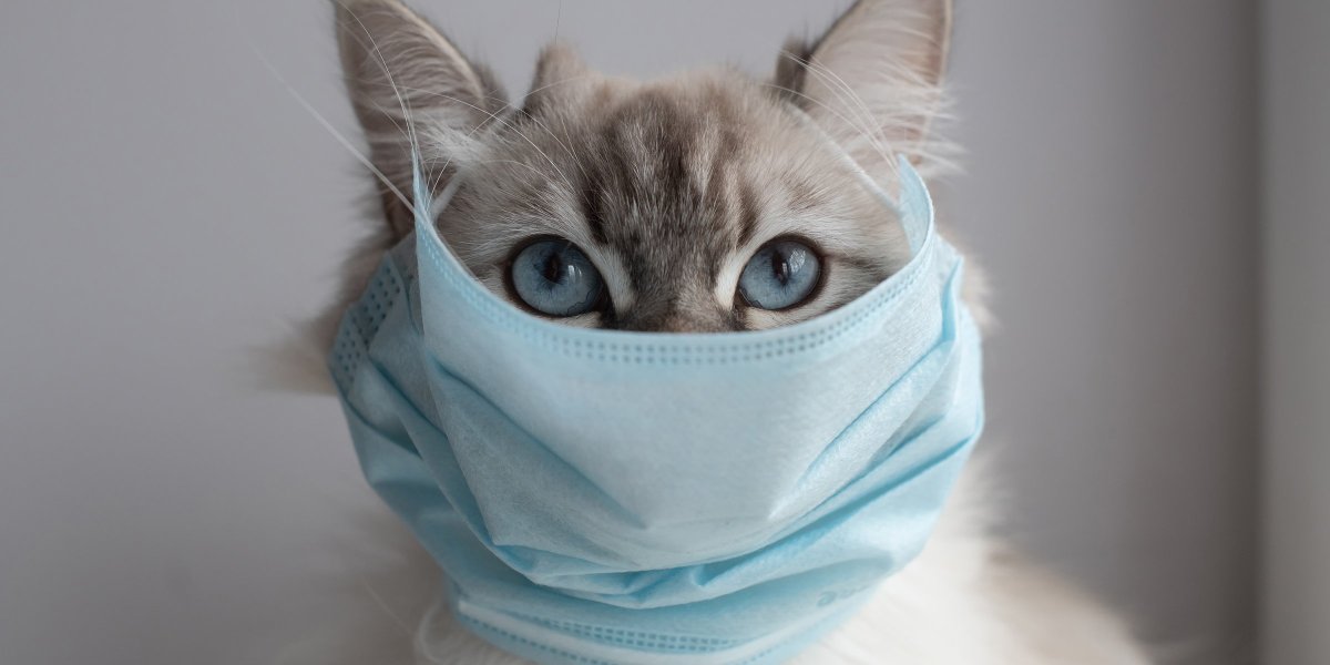 Коты в медицинских масках