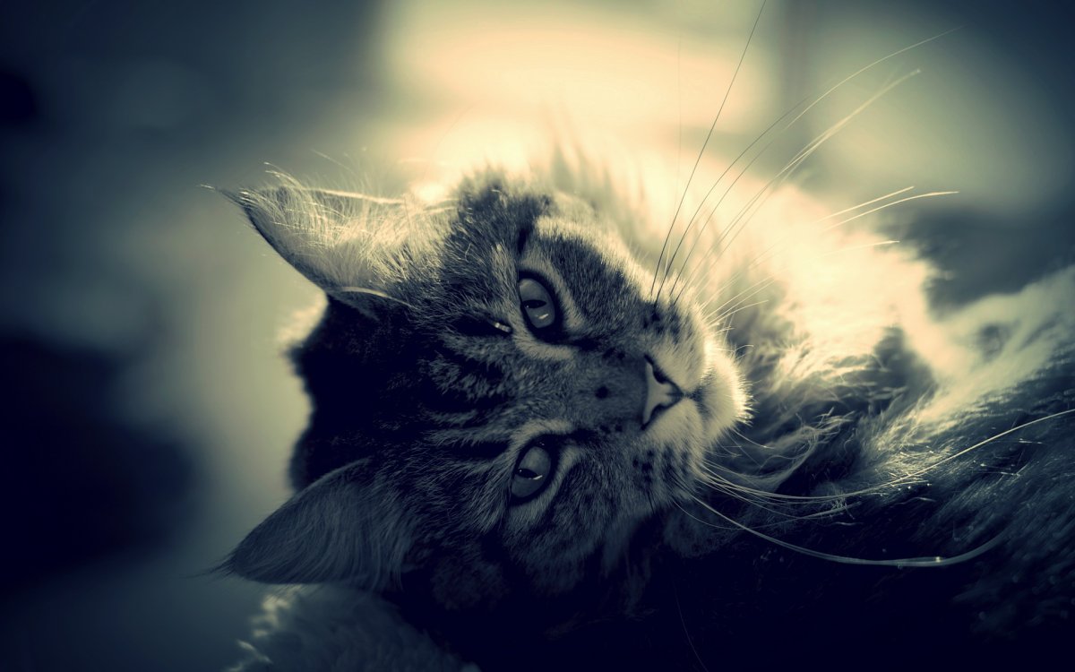 Грустные картинки на обои котики