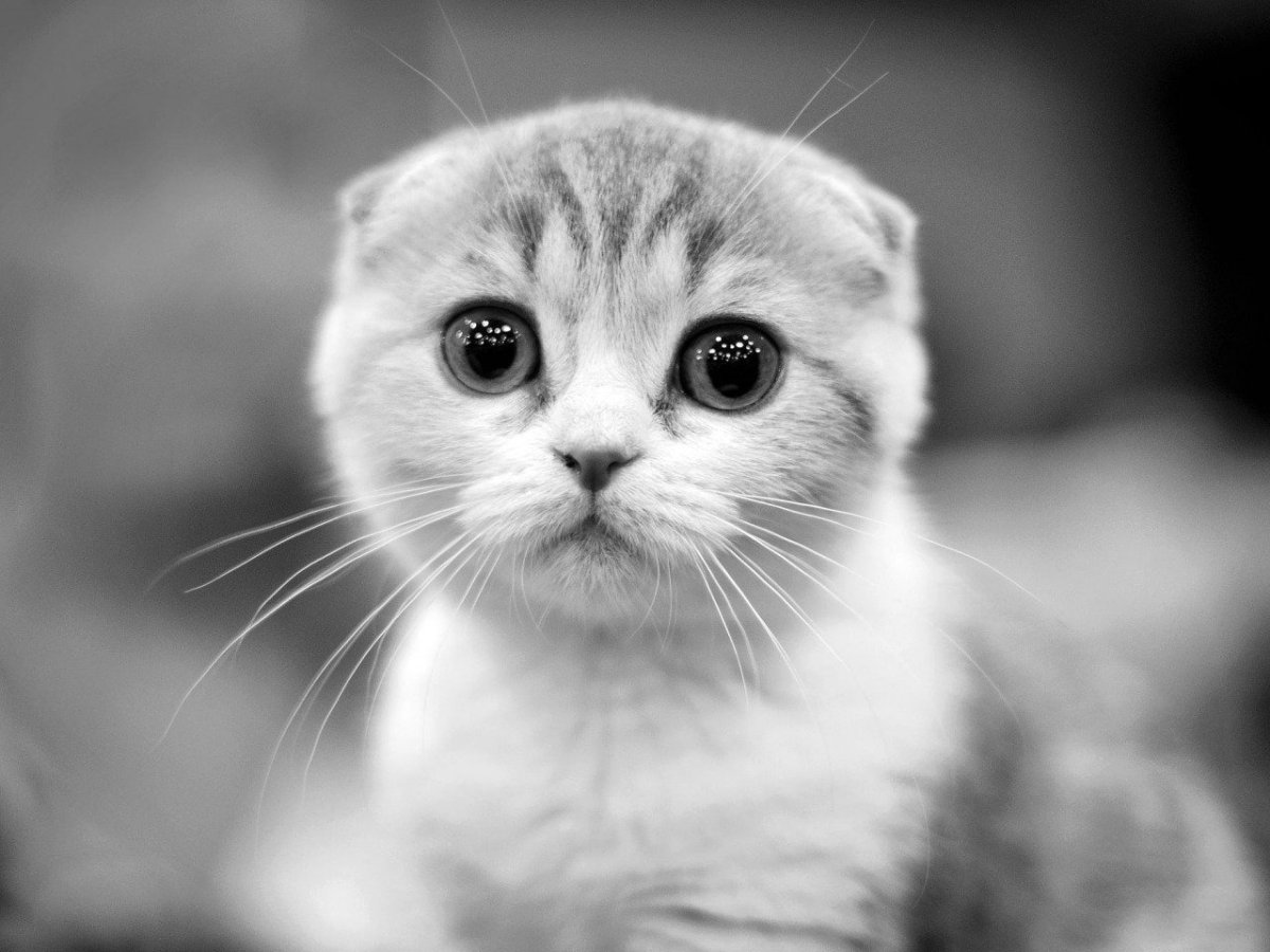 Скоттиш-фолд Шотландская вислоухая