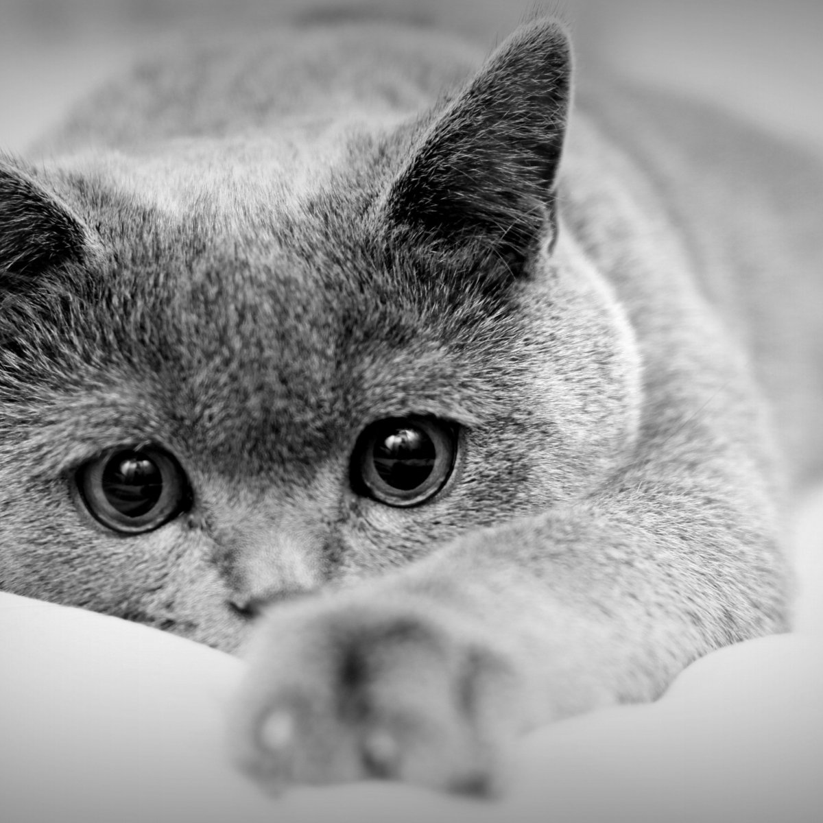 Грустный котик