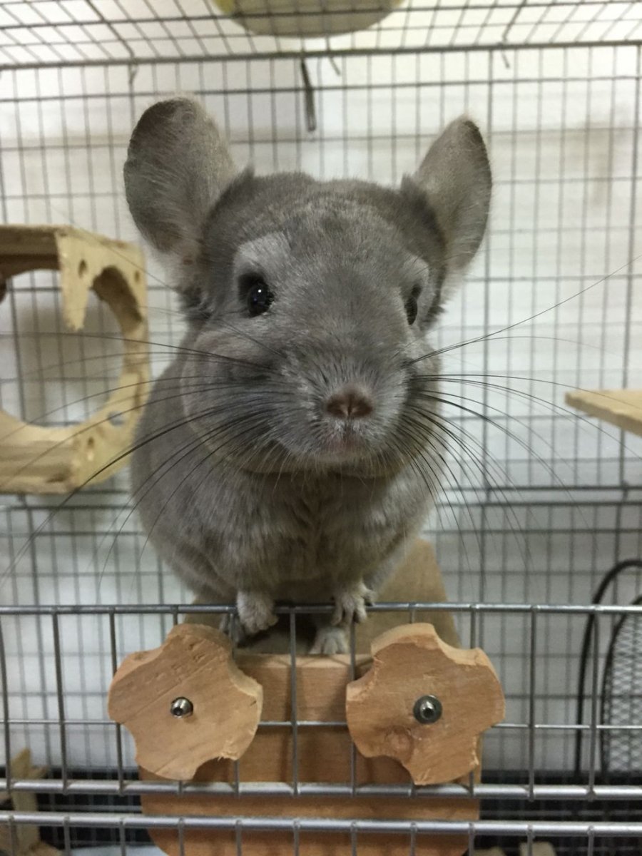 Белка шиншилла