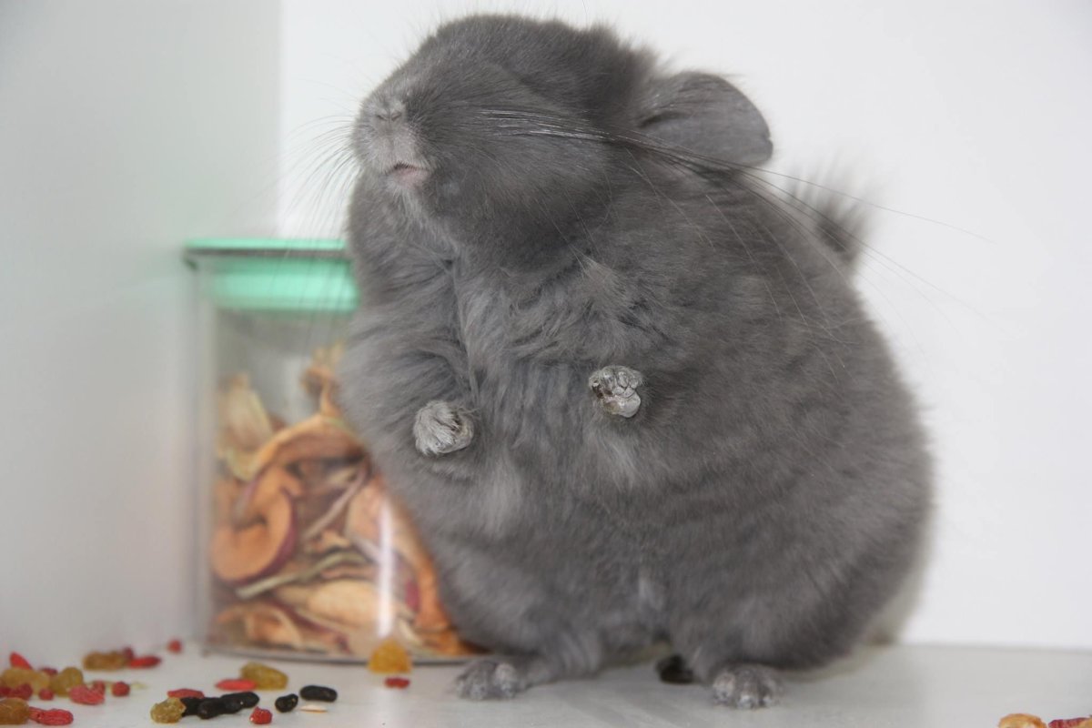 Хомячок шиншилла