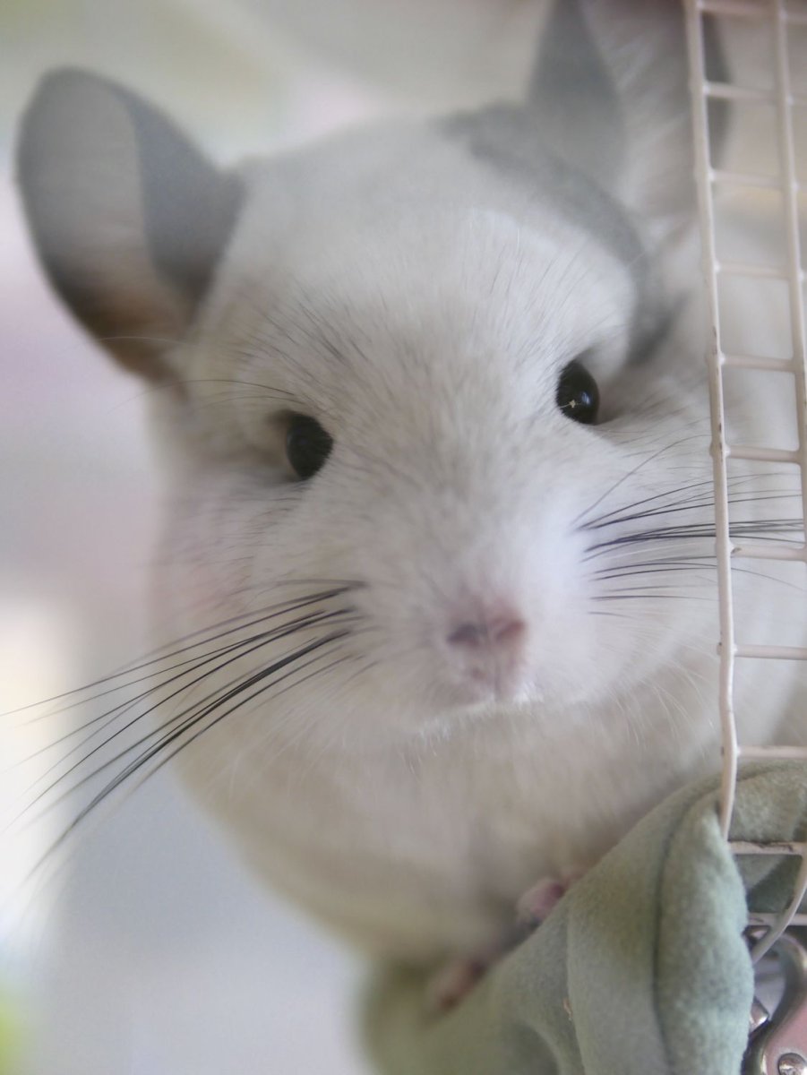 Шиншилла Беби