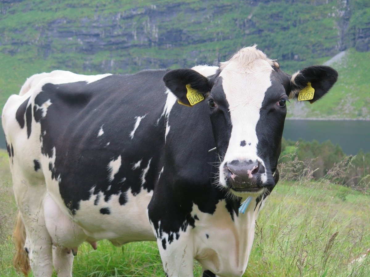 Порода коров голштино