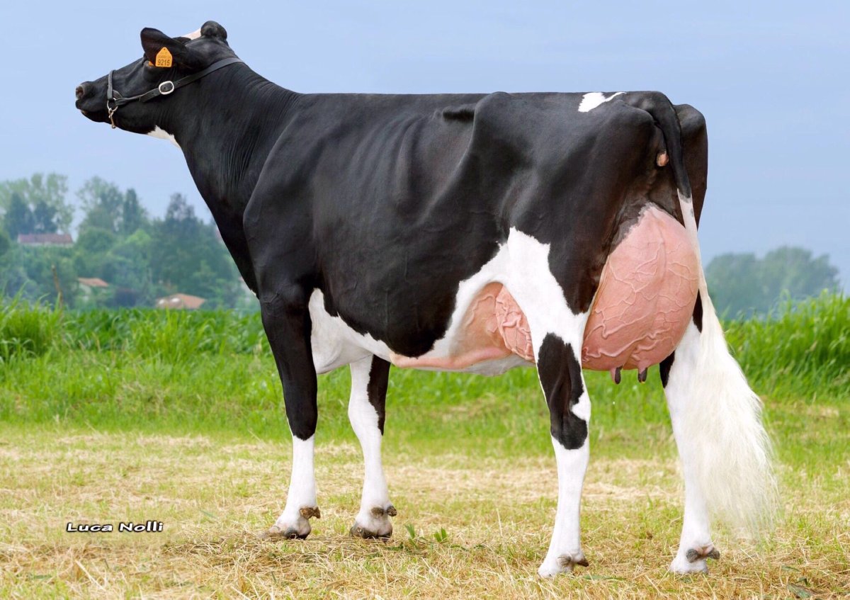 Маунт Катадин корова