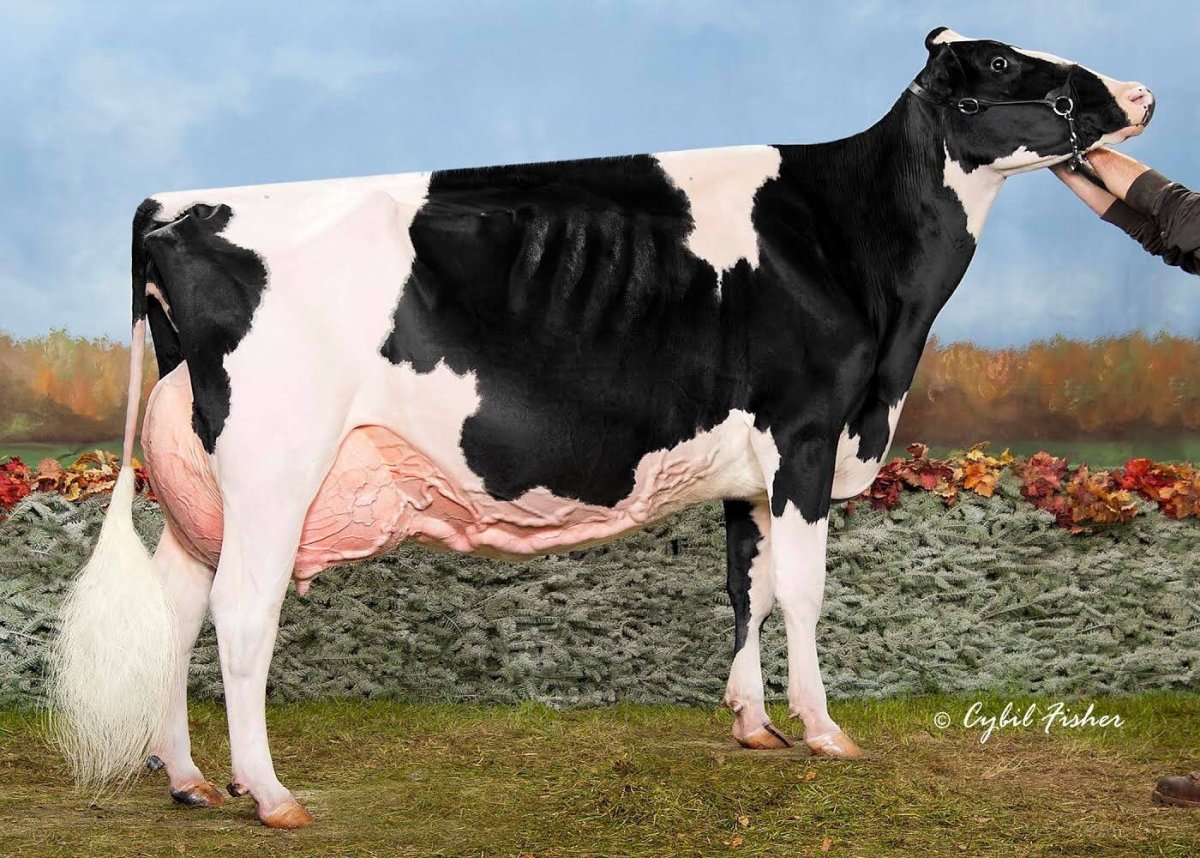 Быки породы голштины