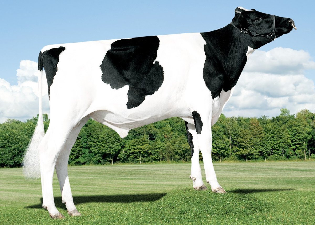 Порода КРС голштины