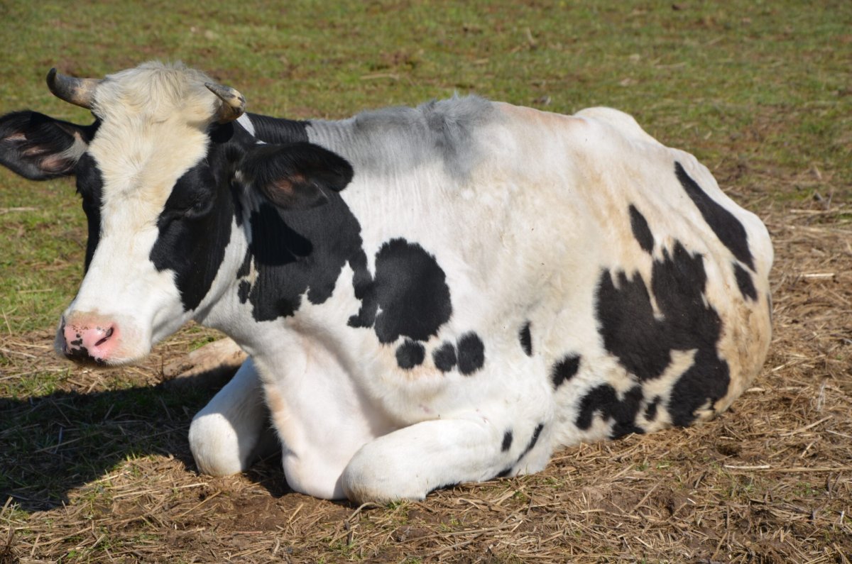 Голландская корова Голштинская