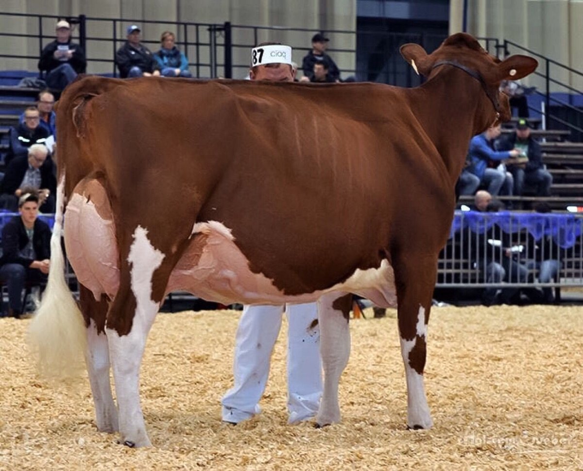 Голштино-Фризская порода