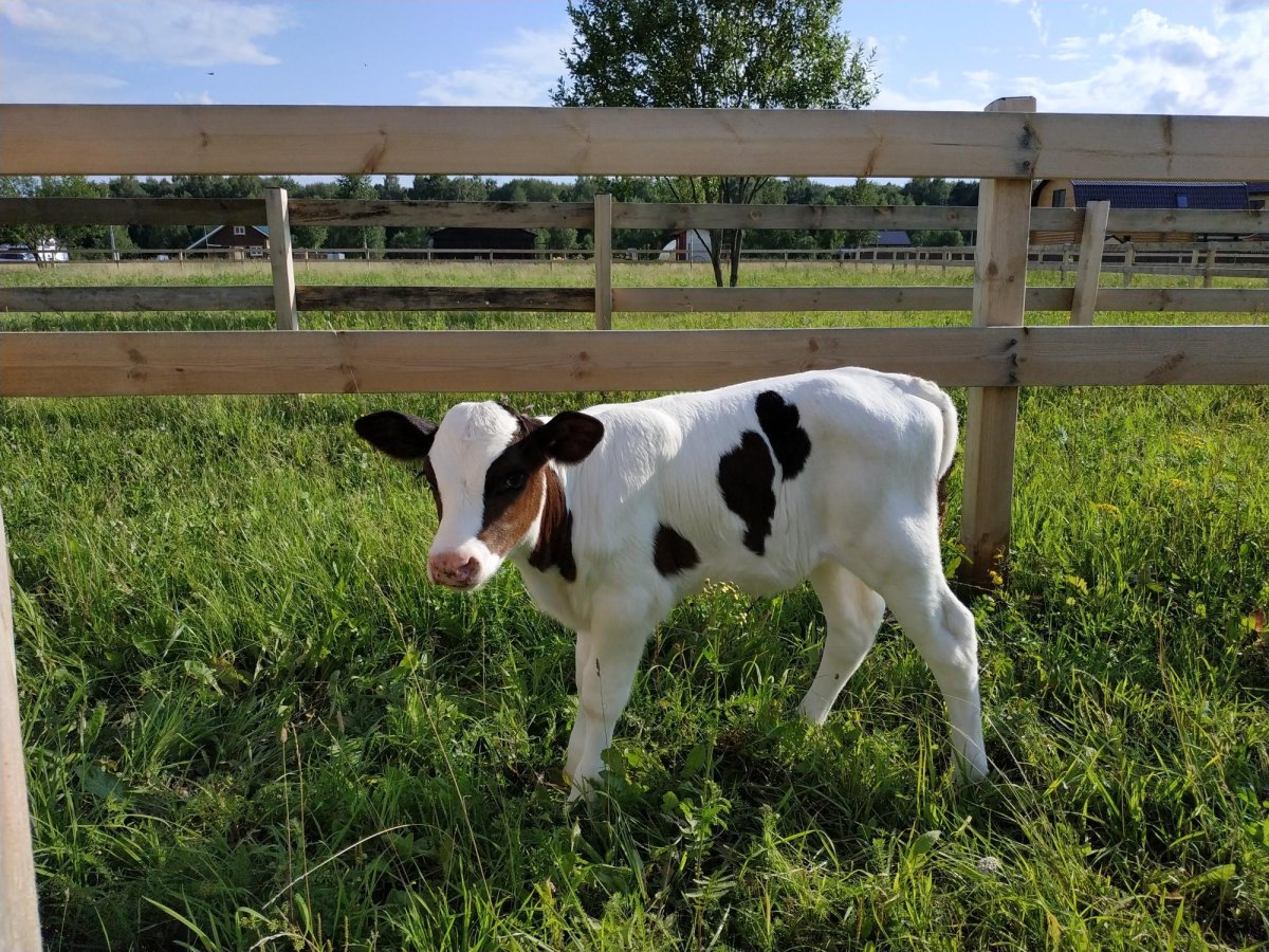 Голштинская порода Быков