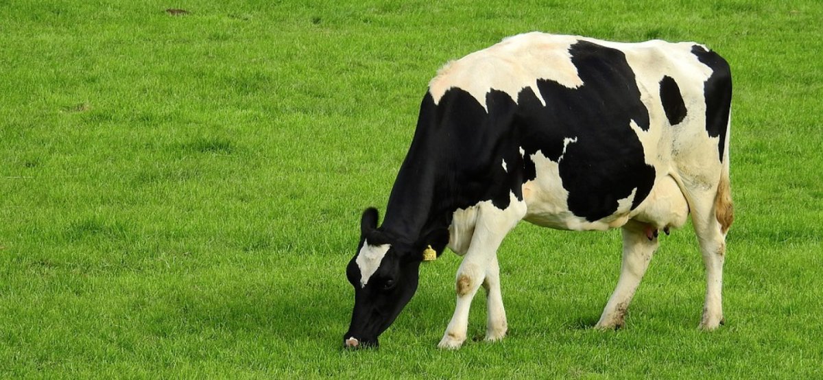Голштинская порода коров вымя
