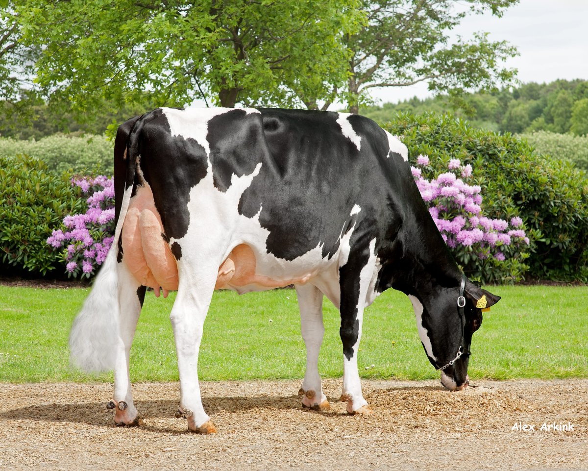 Волчино фриская корова