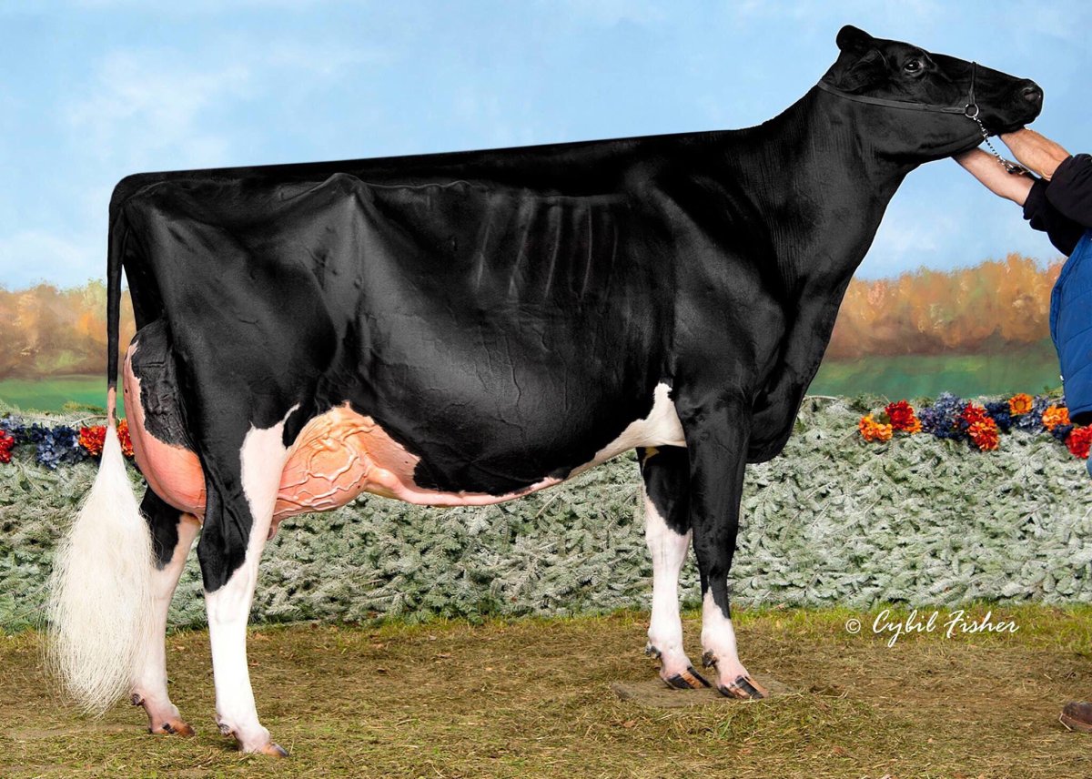 Голштинская корова м большим выменем