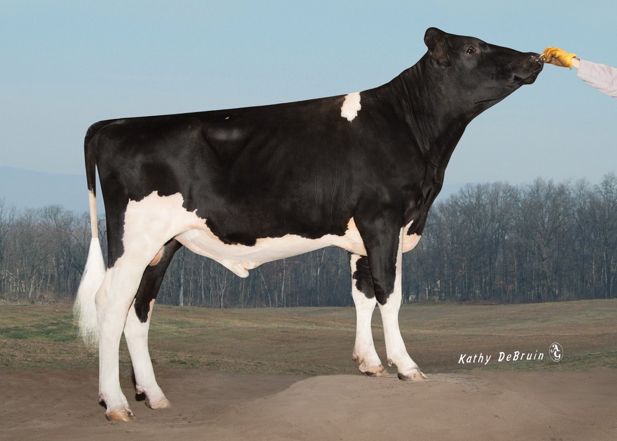 Голштинская порода