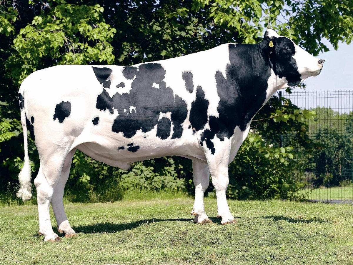 Порода голштино бык