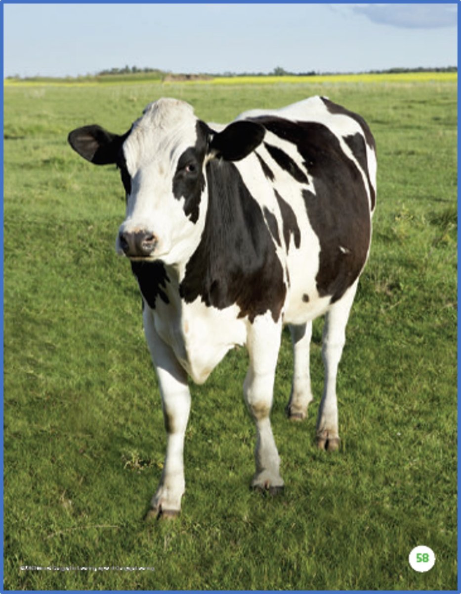 Holstein Friesian Cow