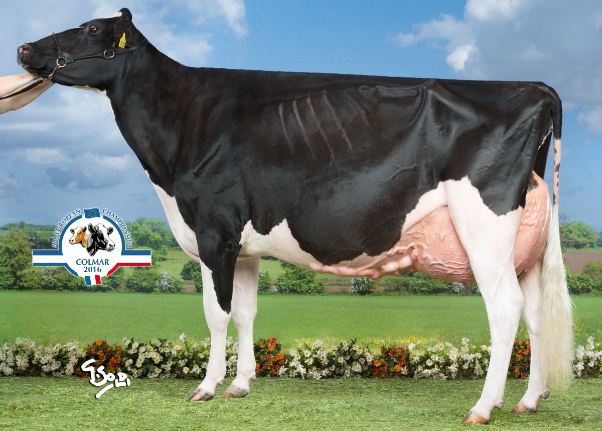 Голштино-Фризская порода коров