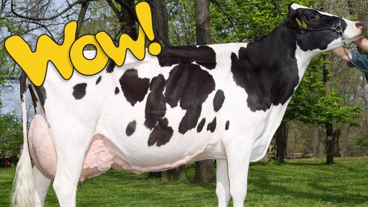 Голштинская порода коров фото