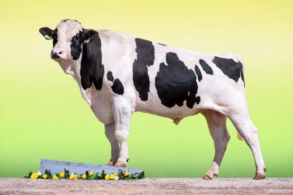 Голштино-Фризская порода