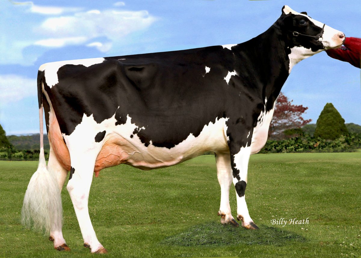 Голштинская порода коров Родом