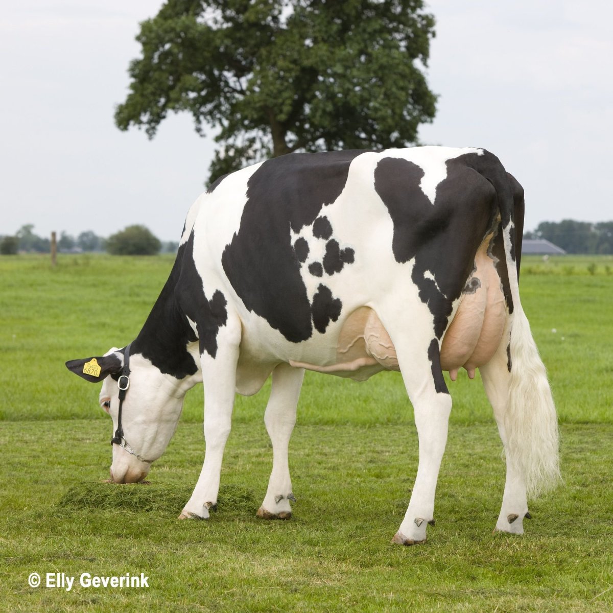 Молочная продуктивность айрширской породы коров