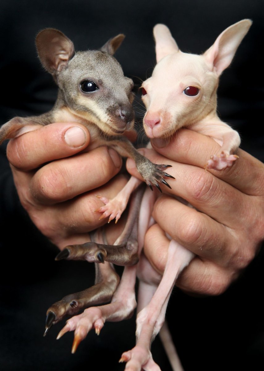 Альбиносы детёнышей животные