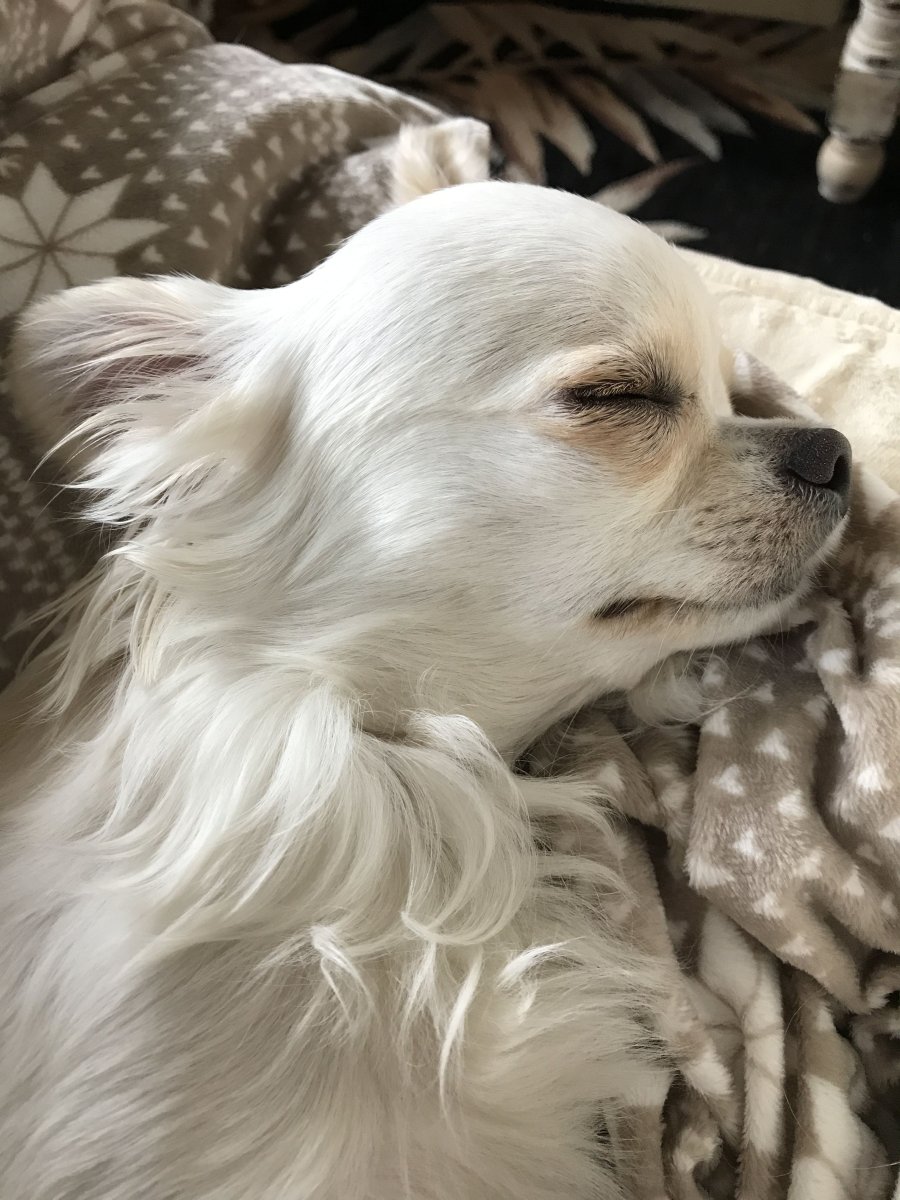 Собака альбинос чихуахуа