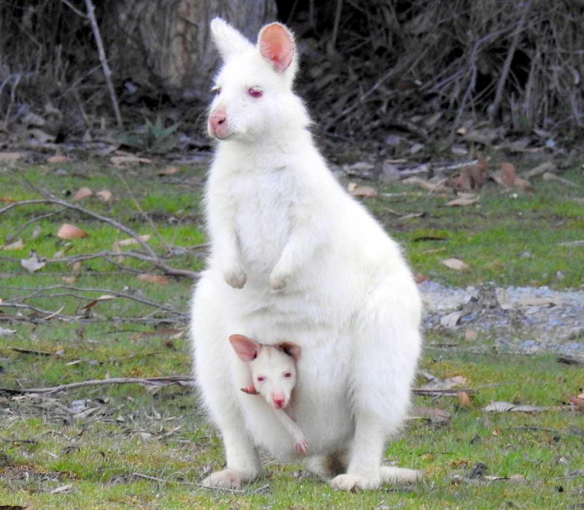 Альбинизм у животных