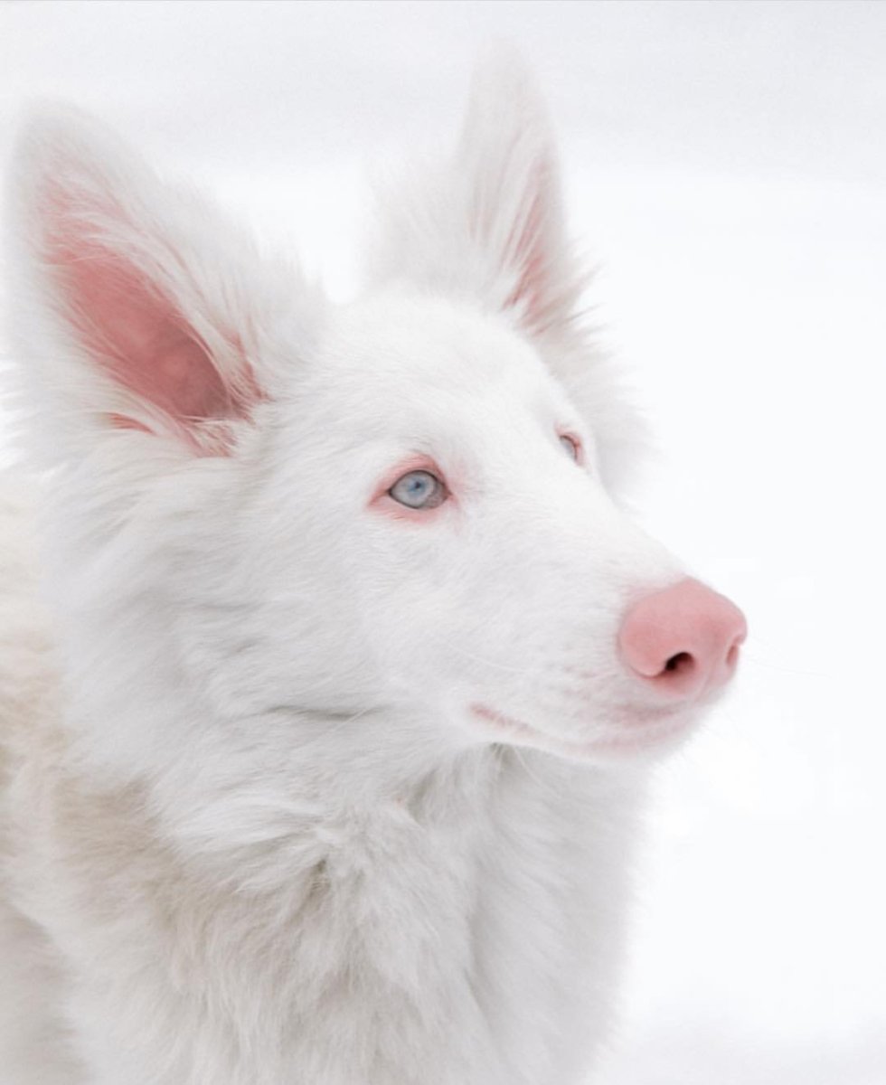 Собака альбинос август порода