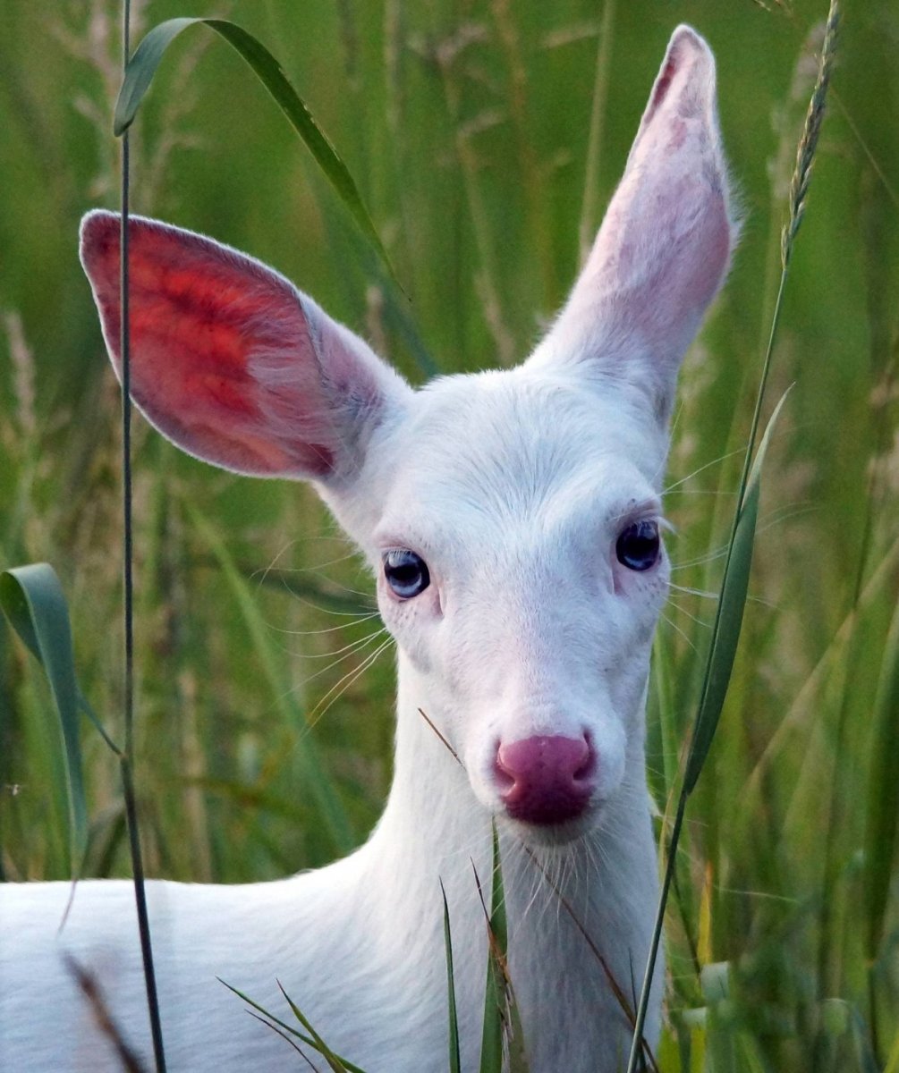 Люди и животные альбиносы