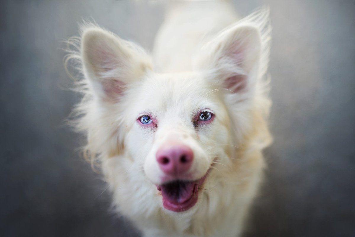 Бордер колли альбинос