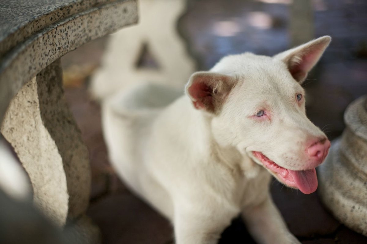 Риджбек альбинос