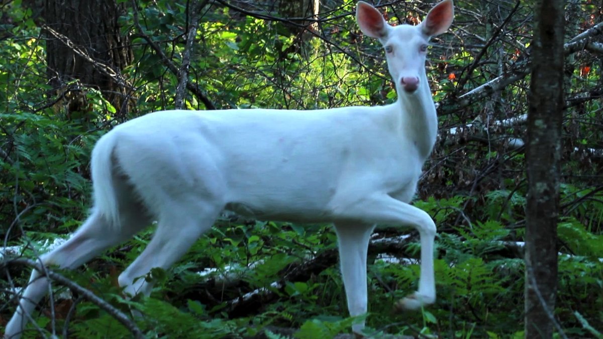 Поденко ибиценко альбинос