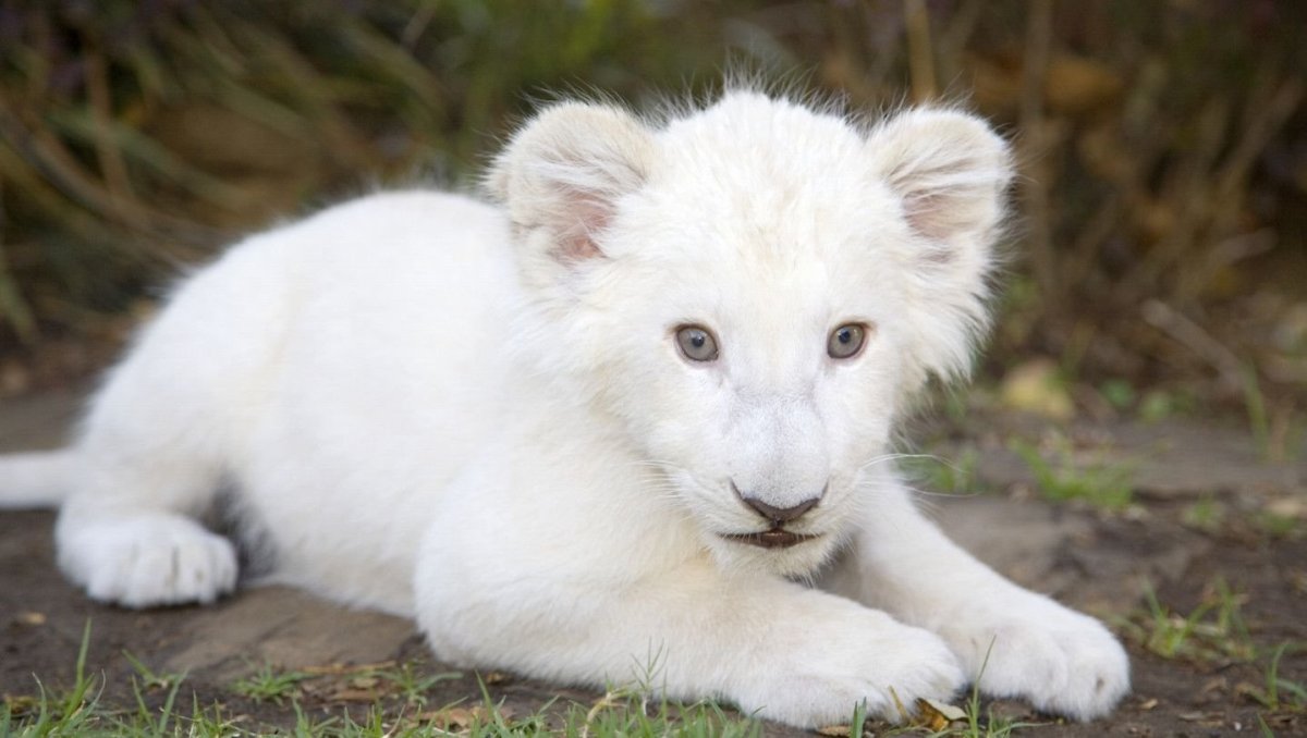 Панденок альбинос