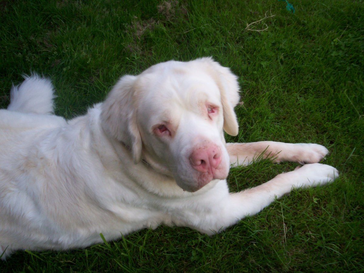 Ротвейлер альбинос